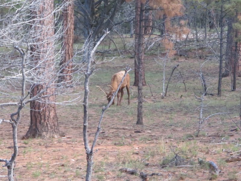 An Elk in the National Park